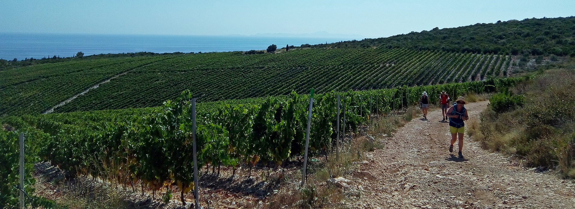 Montenegro and Croatia Self-Guided Walking Holiday - Žrnovo vineyards