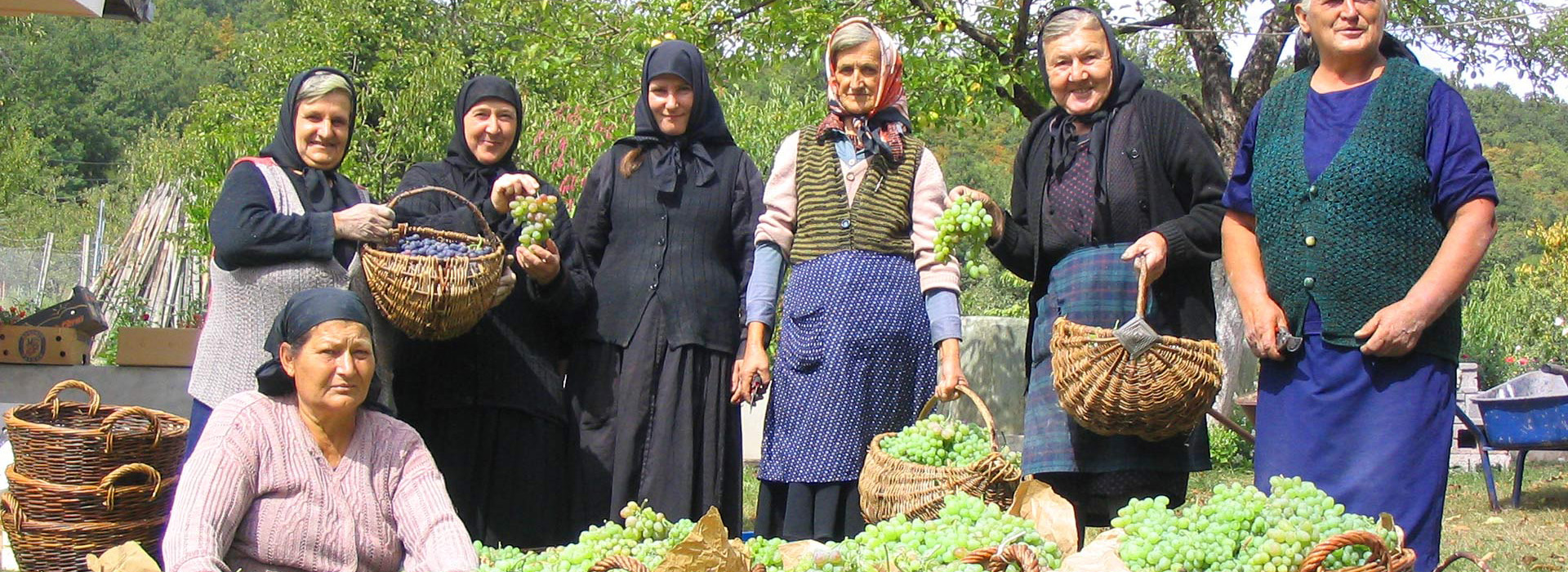 Walking Serbia guided holiday - Grape harvesting
